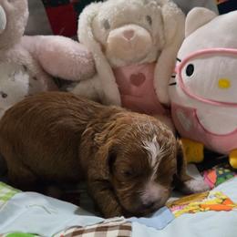Mable - Red female Cavapoo puppy in Maize, Kansas from Happy Doodles- Cockapoo and Cavapoo puppies