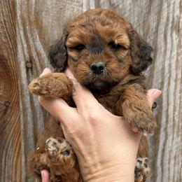Purple Collar Girl - Sable female Goldendoodle puppy in San Augustine, Texas from Vintage Doodles