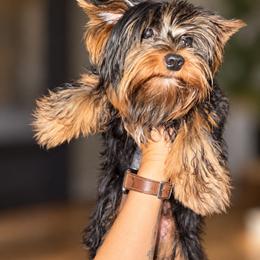Cole - Black and gold male Yorkshire Terrier puppy in Cleveland, Tennessee from Moody’s Morkies and More AND Southern Charm Precious Paws