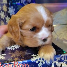 BonBon - Ruby female Cavalier King Charles Spaniel puppy in Rockville, Maryland from Skais the Limit Cavaliers