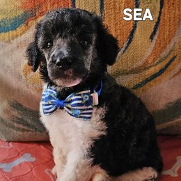 Sea - Parti male Poodle puppy in St. James City, Florida from P.I. STANDARD POODLES
