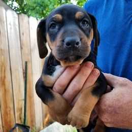Catahoula Leopard Dog Puppies from Hidden Creek Catahoulas