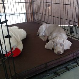Weimaraner Puppies from Camelot Talk About Weimaraner
