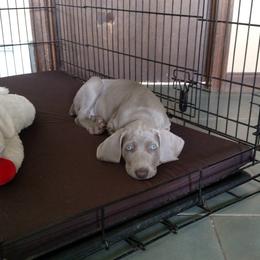 Weimaraner Puppies from Camelot Talk About Weimaraner