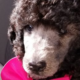 Poodle Puppies from Schneider Kennel