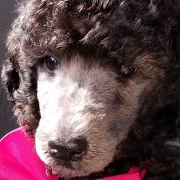 Poodle Puppies from Schneider Kennel