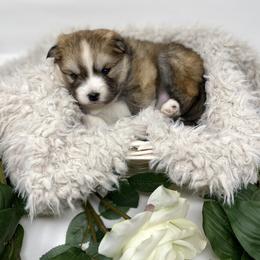 Pomsky Puppies from Gemstone Pomskies