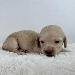 Amara - Cream female Dachshund puppy in Sonora, California from HEFFERNAN HOUNDS