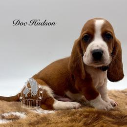 Doc Hudson - Mahogany and white male Basset Hound puppy in Dingess, West Virginia from Tuckers' Howling Hounds