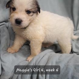 Girl 4 - White and badger female Great Pyrenees puppy in Nicholson, Georgia from Pony Trail Farm