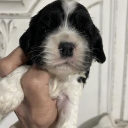 Zac - Black and white male Cocker Spaniel puppy in Sautee Nacoochee, Georgia from Candy's Cockers