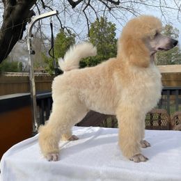Pomeranian and Poodle Puppies from Carousel Poodles & Pomeranians