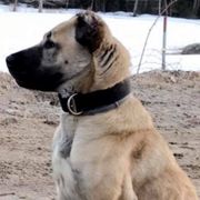 Kangals from Fiddlesticks