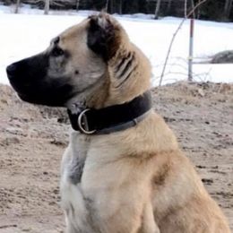 Kangals from Fiddlesticks