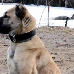 Kangals from Fiddlesticks