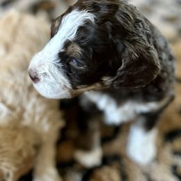Bernedoodle Puppies from Oodles of Bernedoodles