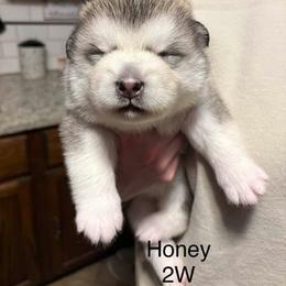 Honey - Gray and white female Alaskan Malamute puppy in Indianapolis, Indiana from Kasaan Alaskan Malamutes