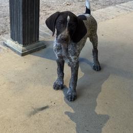 German Shorthaired Pointer Puppies from Royal Chaos GSP
