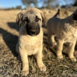 Anatolian Shepherd Dog and Havanese Puppies from Home with Havanese