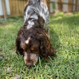 English Springer Spaniel All Grown Up from Eagle Trail Kennels