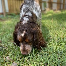 English Springer Spaniel All Grown Up from Eagle Trail Kennels