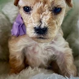 Amber - Apricot female Poodle puppy in Sebring, Florida from Amarilys ShihTzus & Poodles