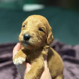 Kovu - Red  male Goldendoodle puppy in Jacksonville, Florida from Dandelion Doodles