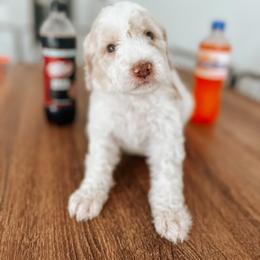 Goldendoodle Puppies from Glamorous Golden Doodles