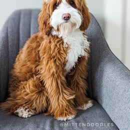 Goldendoodle Puppies from Mitten Doodles