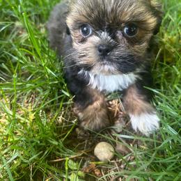 Evan - Sable and white male Shih Tzu puppy in Tenino, Washington from Fantasy Realm Shih Tzus