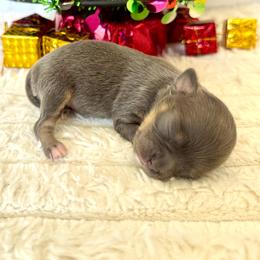 Grinch - Blue fawn male Chihuahua puppy in Molino, Florida from Pensacola Chi Garden