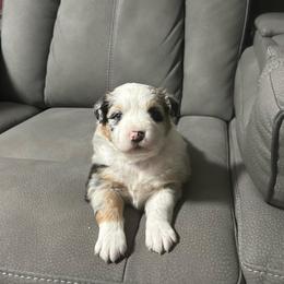 Blue collar female - Blue merle female Australian Shepherd puppy in Hartville, Missouri from Stamper K9’s