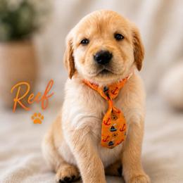 Reef - Light golden male Golden Retriever puppy in San Bernardino, California from Thegoldendreams1