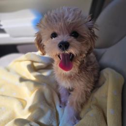Mina - Apricot female Maltipoo puppy in Washington from Mt.BakerPoodles&Doodles