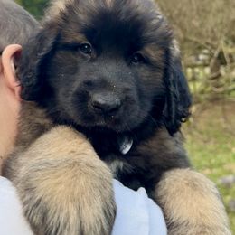 Leonberger Puppies from Tir na nOg Leonbergers