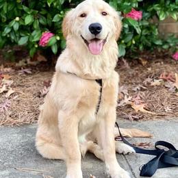 Golden Retrievers from Virginia Goldens
