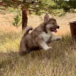 Tava Masawa - female Native American Indian Dog puppy in Granby, Colorado from Turtle Island NAIDs