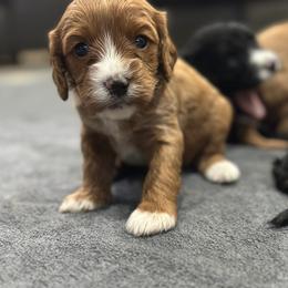 Dolly - Red female Cavapoo puppy in Thorndale, Texas from Hattie’s Texas Cavapoos