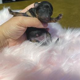 Cherry - Phantom female Poodle puppy in Davie, Florida from Sweet Peluditos