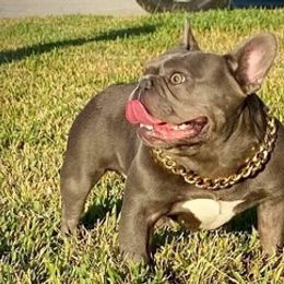French Bulldogs from Kandie Kowalski