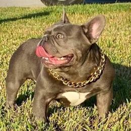 French Bulldogs from Kandie Kowalski