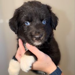 Lock - Black tri male Miniature Australian Shepherd puppy in Hillsboro, Texas from H&J Aussies