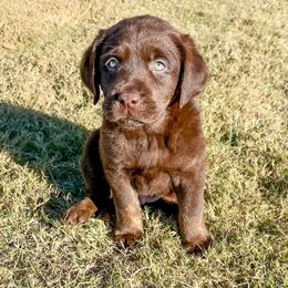 Coco - Chocolate male Dilute Retriever puppy in Rockwall, Texas from T3 Pups