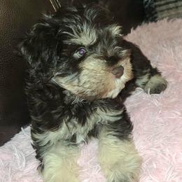 Mira - Liver female Miniature Schnauzer puppy in Graham, Washington from Kristy's French Bulldogs & Mini Schnauzers