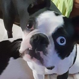 Boston Terriers from Sassafrass Hill