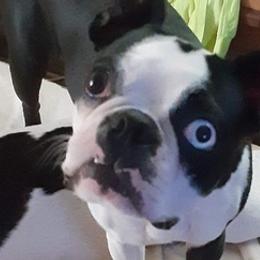 Boston Terriers from Sassafrass Hill