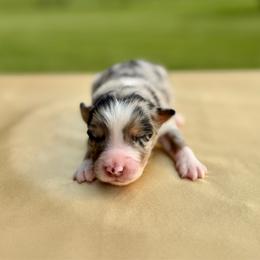 Brooklynn - Blue merle female Australian Shepherd puppy in Beaverdam, Virginia from Cimmarun Farm Aussies
