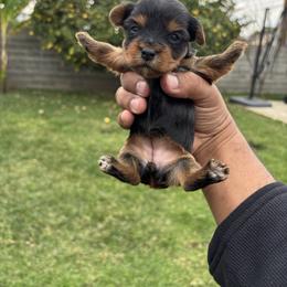 Female 3 - Blue and gold female Yorkshire Terrier puppy in Pomona, California from Carbajal Yorkshire Terriers