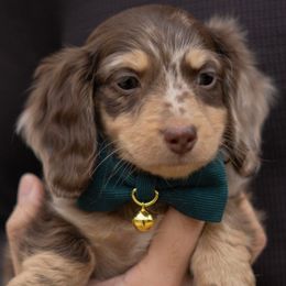 Ollie - Dapple male Dachshund puppy in Memphis, Tennessee from Lone River Dachshunds