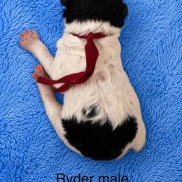 Ryder - Parti male Poodle puppy in Washington, Pennsylvania from Patriotic Poodles